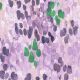 Jersey bio digital layers lilas